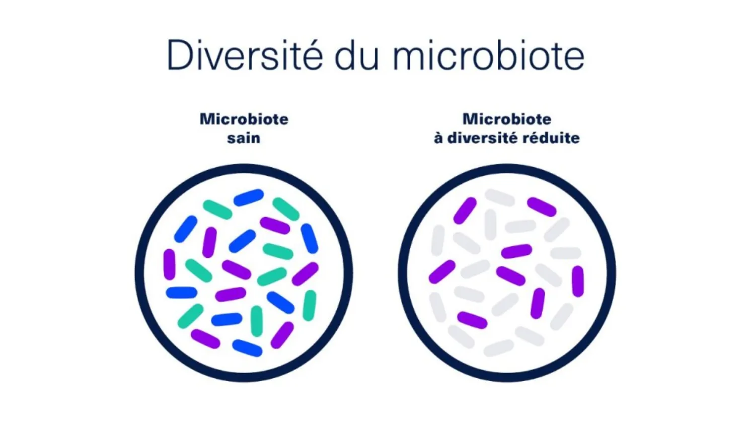 microbiote sain vs microbiote à diversité réduite